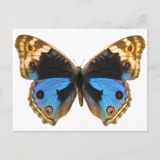 Blue Pansy Butterfly Postkarte (Vorderseite)
