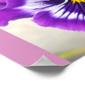 Blue Pansy Pansies Flower Floral Garden Poster (Ecke)