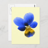 Blue Pansy Postcard Postkarte (Vorne/Hinten)