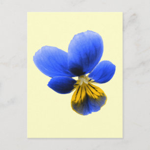 Blue Pansy Postcard Postkarte