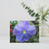 Blue Pansy Postcard Postkarte (Stehend Vorderseite)