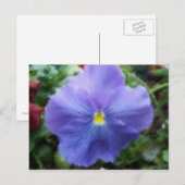 Blue Pansy Postcard Postkarte (Vorne/Hinten)