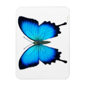 Blue Papilio Ulyssses Butterfly Premium Magnet (Vertikal)