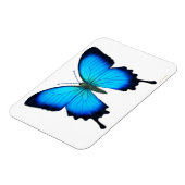 Blue Papilio Ulyssses Butterfly Premium Magnet (Linke Seite)