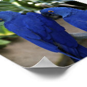 Blue Paprots Foto Poster (Ecke)