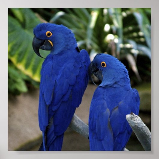 Blue Paprots Foto Poster (Vorne)
