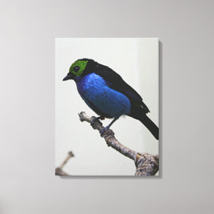 Blue Paradise Tanger Wrapped Canvas Leinwanddruck
