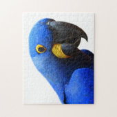 Blue Parrot Fotografie Puzzle (Vertikal)