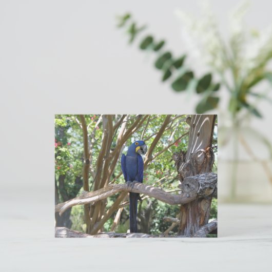 Blue Parrot Postkarte (Stehend Vorderseite)