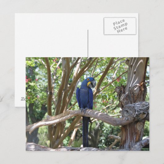 Blue Parrot Postkarte (Vorne/Hinten)