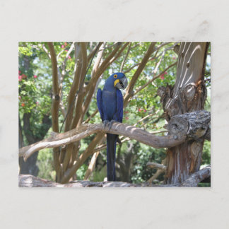 Blue Parrot Postkarte