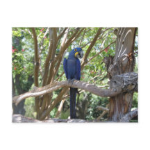 Blue Parrot Postkarte