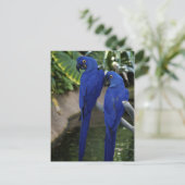 Blue Parrots Foto Postkarte (Stehend Vorderseite)