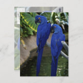 Blue Parrots Foto Postkarte (Vorne/Hinten)