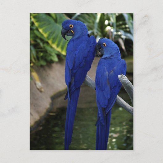 Blue Parrots Foto Postkarte (Vorderseite)