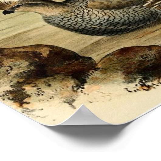 Blue Partridge Poster (Ecke)