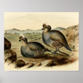 Blue Partridge Poster (Vorne)