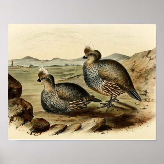 Blue Partridge Poster (Vorne)