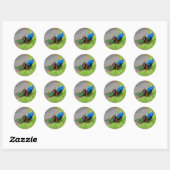 Blue Peacock #1 Stickers (Blatt)