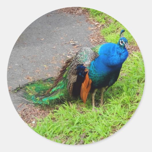 Blue Peacock #1 Stickers (Vorderseite)