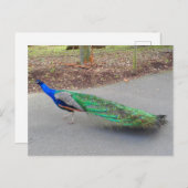 Blue Peacock #2 Postkarte (Vorne/Hinten)