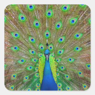 Blue Peacock #3-Aufkleber Quadratischer Aufkleber