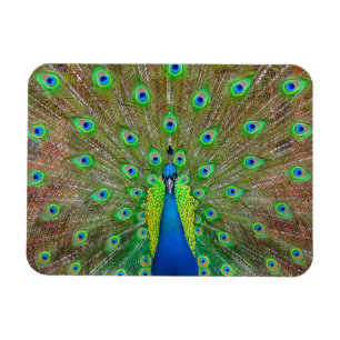 Blue Peacock #3 Magnet