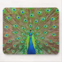 Blue Peacock #3 Mouse Pad
