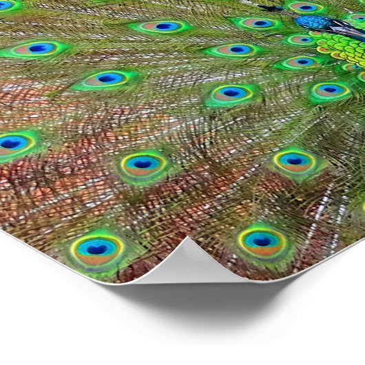 Blue Peacock #3 Poster (Ecke)