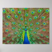 Blue Peacock #3 Poster (Vorne)