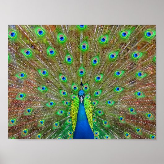 Blue Peacock #3 Poster (Vorne)