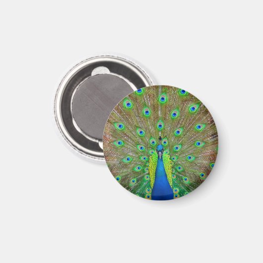 Blue Peacock #3 Round Magnet (Vorderseite/Rückseite)