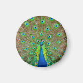 Blue Peacock #3 Round Magnet (Vorne)