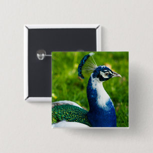 Blue Peacock Button
