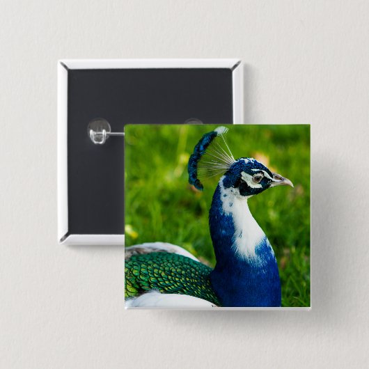 Blue Peacock Button (Vorne & Hinten)