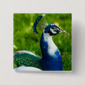 Blue Peacock Button (Vorderseite)
