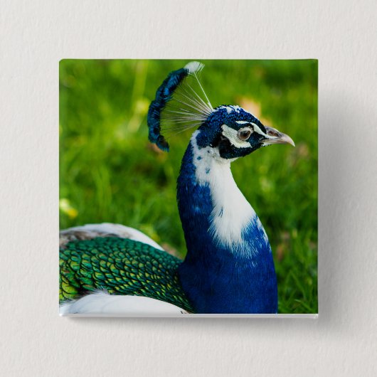 Blue Peacock Button (Vorderseite)