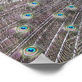 Blue Peacock Fantail Feathers Fotografisches Poste Poster (Ecke)