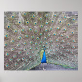 Blue Peacock Fantail Feathers Fotografisches Poste Poster (Vorne)