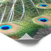 Blue Peacock Feather Plumage Fotografie Poster (Ecke)