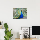 Blue Peacock Feather Plumage Fotografie Poster (Heimbüro)