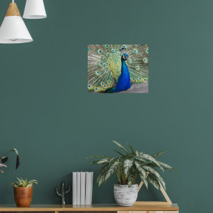 Blue Peacock Feather Plumage Fotografie Poster