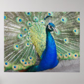 Blue Peacock Feather Plumage Fotografie Poster (Vorne)