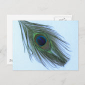 Blue Peacock Feather Postkarte (Vorne/Hinten)