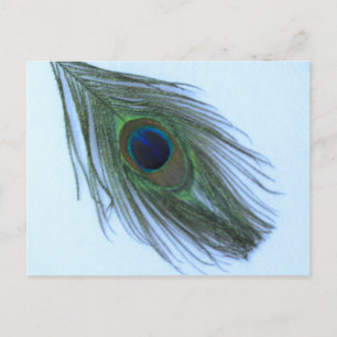 Blue Peacock Feather Postkarte