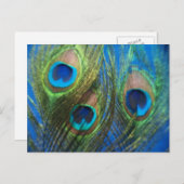 Blue Peacock Feathers Postkarte (Vorne/Hinten)