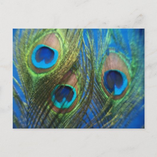 Blue Peacock Feathers Postkarte (Vorderseite)