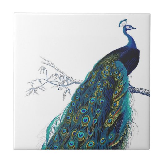 Blue Peacock mit wunderschönen Federn aus Schwanz Fliese (Vorderseite)