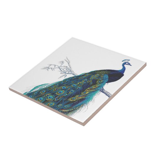 Blue Peacock mit wunderschönen Federn aus Schwanz Fliese (Seite)