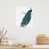 Blue Peacock mit wunderschönen Federn aus Schwanz Poster (Küche)
